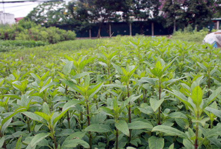 Dùng cây húng láng rửa sạch, giã nát đắp lên vết thương, vị thuốc này có thể trị ngay sau khi bị rắn cắn trước lúc đưa người bị nạn đi bệnh viện. Dùng cây húng láng rửa sạch, giã nát đắp lên vết thương, vị thuốc này có thể trị ngay sau khi bị rắn cắn trước lúc đưa người bị nạn đi bệnh viện.