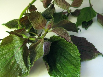 Dùng lá tía tô non nhai nhuyễn đắp lên vết thương để cầm máu sau đó lại lấy lá tía tô sao giòn, tán thành bột mịn rắc lên vết thương rất mau lành. Dùng lá tía tô non nhai nhuyễn đắp lên vết thương để cầm máu sau đó lại lấy lá tía tô sao giòn, tán thành bột mịn rắc lên vết thương rất mau lành.