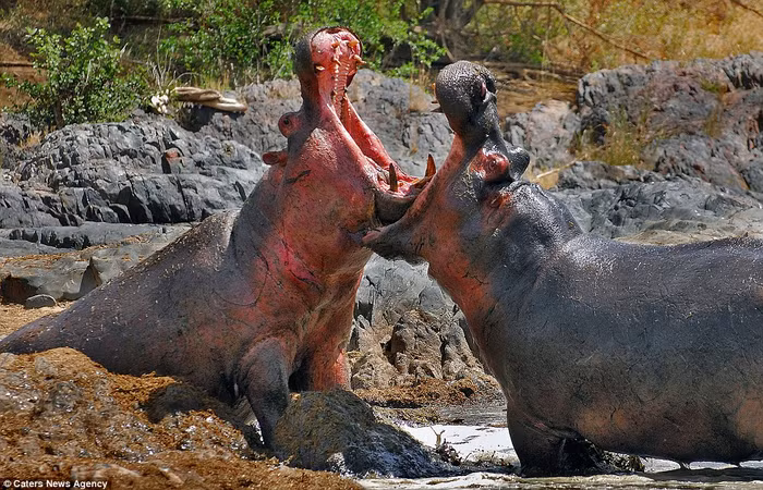 Mùa khô khiến môi trường sống dưới nước của hà mã bị thu hẹp. Điều này là dẫn tới các cuộc chiến giữa những con hà mà đực để phân chia lãnh thổ. Mùa khô khiến môi trường sống dưới nước của hà mã bị thu hẹp. Điều này là dẫn tới các cuộc chiến giữa những con hà mà đực để phân chia lãnh thổ.