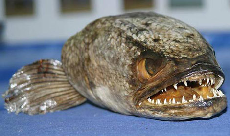 Cá đầu rắn: Sống ở hầu hết các nước Đông Nam Á, một phần Ấn Độ và Châu Phi, cá đầu rắn với những chiếc răng sắc nhọn là một quái vật thực sự. Chiều dài thông thường của loài cá này là 0,6m và có thể lên đến 0,9m. Ngoài việc có độc, cá đầu rắn còn ăn mọi thứ trên đường đi của nó. Nó cũng có thể sống sót trên cạn trong vòng 4 ngày. Chính do đó, loài cá này là nỗi kinh hoàng với các loài động vật khác. Cá đầu rắn: Sống ở hầu hết các nước Đông Nam Á, một phần Ấn Độ và Châu Phi, cá đầu rắn với những chiếc răng sắc nhọn là một quái vật thực sự. Chiều dài thông thường của loài cá này là 0,6m và có thể lên đến 0,9m. Ngoài việc có độc, cá đầu rắn còn ăn mọi thứ trên đường đi của nó. Nó cũng có thể sống sót trên cạn trong vòng 4 ngày. Chính do đó, loài cá này là nỗi kinh hoàng với các loài động vật khác.