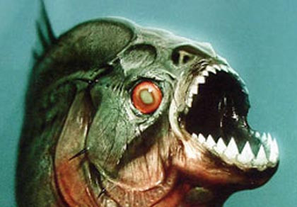 Cá piranha: Một trong những loài động vật săn mồi dưới nước đáng sợ khác là loài cá piranha nổi tiếng với hàm sắc nhọn. Đây là loài cá ăn tạp, chúng ăn tất cả những gì tìm được. Oử nhiều khu vực trên thế giới con người đã bị loài cá này tấn công và ăn thịt. Cá piranha: Một trong những loài động vật săn mồi dưới nước đáng sợ khác là loài cá piranha nổi tiếng với hàm sắc nhọn. Đây là loài cá ăn tạp, chúng ăn tất cả những gì tìm được. Oử nhiều khu vực trên thế giới con người đã bị loài cá này tấn công và ăn thịt.