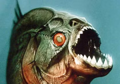 Cá piranha: Một trong những loài động vật săn mồi dưới nước đáng sợ khác là loài cá piranha nổi tiếng với hàm sắc nhọn. Đây là loài cá ăn tạp, chúng ăn tất cả những gì tìm được. Oử nhiều khu vực trên thế giới con người đã bị loài cá này tấn công và ăn thịt. Cá piranha: Một trong những loài động vật săn mồi dưới nước đáng sợ khác là loài cá piranha nổi tiếng với hàm sắc nhọn. Đây là loài cá ăn tạp, chúng ăn tất cả những gì tìm được. Oử nhiều khu vực trên thế giới con người đã bị loài cá này tấn công và ăn thịt.