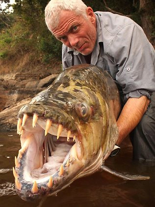 Cá hổ Congo: Cá hổ Congo thuộc một trong những loài cá nước ngọt đáng sợ nhất thế giới và là phiên bản nguy hiểm hơn nhiêu so với cá piranha ăn thịt. Con cá hổ khổng lồ có những 32 chiếc răng, mỗi chiếc răng rất sắc, giống như răng của loài cá mập trắng lớn. Chúng được biết đến với khả năng tấn công người và thậm chí cả cá sấu. Cá hổ Congo: Cá hổ Congo thuộc một trong những loài cá nước ngọt đáng sợ nhất thế giới và là phiên bản nguy hiểm hơn nhiêu so với cá piranha ăn thịt. Con cá hổ khổng lồ có những 32 chiếc răng, mỗi chiếc răng rất sắc, giống như răng của loài cá mập trắng lớn. Chúng được biết đến với khả năng tấn công người và thậm chí cả cá sấu.