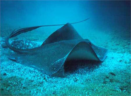 Cá đuối gai độc có cái đuôi dài 20cm và lởm chởm như một lưỡi mác. Chiếc đuôi này trở nên cứng, nhọn hơn khi cá đuối cảm nhận mối nguy hiểm. Đặc biệt là chiếc đuôi này chứa loại nọc độc rất nguy hiểm. Nó có thể tạo ra sự đau đớn khủng khiếp cho con người và các loài động vật có vú, làm thay đổi nhịp tim và rối loạn chức năng hô hấp. Cá đuối gai độc có cái đuôi dài 20cm và lởm chởm như một lưỡi mác. Chiếc đuôi này trở nên cứng, nhọn hơn khi cá đuối cảm nhận mối nguy hiểm. Đặc biệt là chiếc đuôi này chứa loại nọc độc rất nguy hiểm. Nó có thể tạo ra sự đau đớn khủng khiếp cho con người và các loài động vật có vú, làm thay đổi nhịp tim và rối loạn chức năng hô hấp.