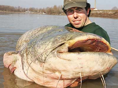 Cá trê khổng lồ châu Âu: Là loại cá thường ăn xác thối và các loài động vật khác.Trên thế giới đã từng ghi nhận loài cá này ăn thịt người, nhưng thực tế, chúng chỉ ăn thịt người chết, xác đã thối rữa. Và đôi khi chũng tấn công người sống. nhưng chủ yếu để tự vệ chứ không phải săn mồi. Cá trê khổng lồ châu Âu: Là loại cá thường ăn xác thối và các loài động vật khác.Trên thế giới đã từng ghi nhận loài cá này ăn thịt người, nhưng thực tế, chúng chỉ ăn thịt người chết, xác đã thối rữa. Và đôi khi chũng tấn công người sống. nhưng chủ yếu để tự vệ chứ không phải săn mồi.