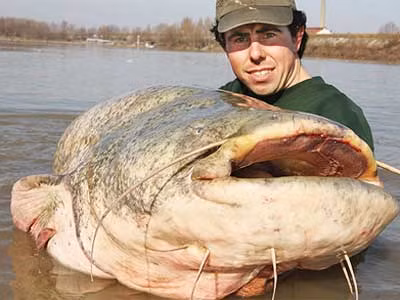 Cá trê khổng lồ châu Âu: Là loại cá thường ăn xác thối và các loài động vật khác.Trên thế giới đã từng ghi nhận loài cá này ăn thịt người, nhưng thực tế, chúng chỉ ăn thịt người chết, xác đã thối rữa. Và đôi khi chũng tấn công người sống. nhưng chủ yếu để tự vệ chứ không phải săn mồi. Cá trê khổng lồ châu Âu: Là loại cá thường ăn xác thối và các loài động vật khác.Trên thế giới đã từng ghi nhận loài cá này ăn thịt người, nhưng thực tế, chúng chỉ ăn thịt người chết, xác đã thối rữa. Và đôi khi chũng tấn công người sống. nhưng chủ yếu để tự vệ chứ không phải săn mồi.