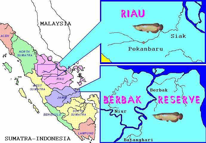 Địa bàn phân bố tự nhiên của loài kim long hồng vĩ : vùng Pekanbaru, tỉnh Riau và khu bảo tồn Berbak, tỉnh Jambi. Địa bàn phân bố tự nhiên của loài kim long hồng vĩ : vùng Pekanbaru, tỉnh Riau và khu bảo tồn Berbak, tỉnh Jambi.