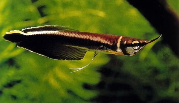 Những con hắc long có vây màu xanh khi còn khá nhỏ như trên được người ta gán cho tên mới "blue arowana" (Osteoglossum cf. ferreirai) với mục đích thương mại. Bởi vì không hề có chứng cớ khoa học nào hỗ trợ cho điều này nên thực chất chúng chỉ là cá hắc long (Osteoglossum ferreirai) mà thôi Những con hắc long có vây màu xanh khi còn khá nhỏ như trên được người ta gán cho tên mới "blue arowana" (Osteoglossum cf. ferreirai) với mục đích thương mại. Bởi vì không hề có chứng cớ khoa học nào hỗ trợ cho điều này nên thực chất chúng chỉ là cá hắc long (Osteoglossum ferreirai) mà thôi