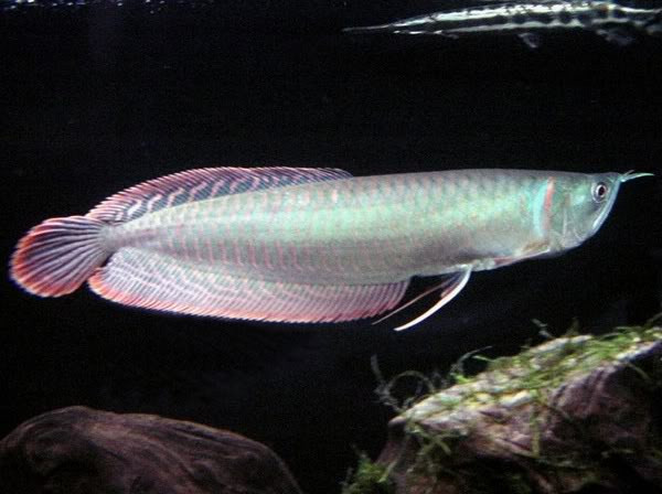 Ngân long (Osteoglossum bicirrhosum). Ngân long (Osteoglossum bicirrhosum).