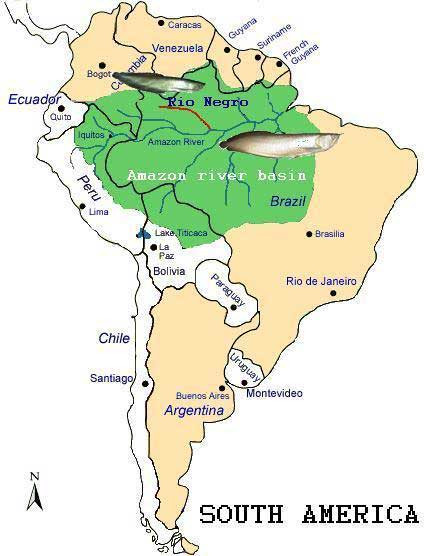 Địa bàn phân bố tự nhiên của cá ngân long: lưu vực sông Amazon (vùng màu xanh) và các nước Guyana, French Guyana ở phía Đông Bắc. Cá hắc long chỉ phân bố trong nhánh sông Negro. Địa bàn phân bố tự nhiên của cá ngân long: lưu vực sông Amazon (vùng màu xanh) và các nước Guyana, French Guyana ở phía Đông Bắc. Cá hắc long chỉ phân bố trong nhánh sông Negro.