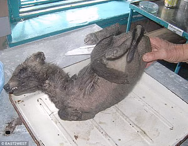 ... nhưng lại có chân trước ngắn hơn chân sau giống như Kangaroo.