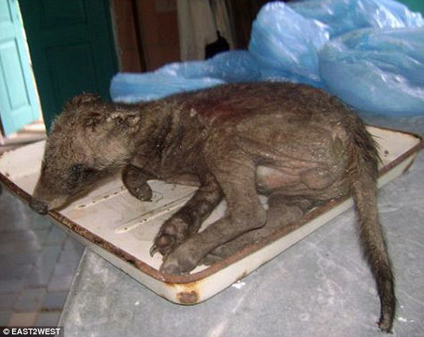 Con quái thú đã hút máu rất nhiều vật nuôi. Con quái thú đã hút máu rất nhiều vật nuôi.