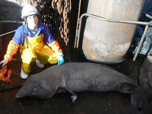 Nhà nghiên cứu Paul Clerkin với một loài cá mập lạ ở vùng biển sâu. (Nguồn: ouramazingplanet) Nhà nghiên cứu Paul Clerkin với một loài cá mập lạ ở vùng biển sâu. (Nguồn: ouramazingplanet)