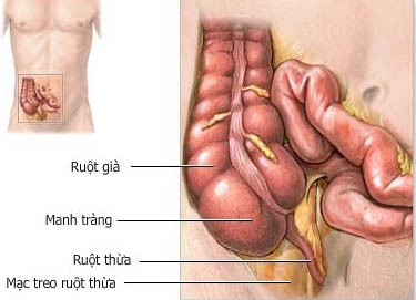 Đầu tiên là đường ruột: Có thể bạn không hề nghĩ ra rằng bộ phận dài tới 5-6m này lại là khởi đầu cho sự lão hóa của cơ thể, nhưng đây hoàn toàn là sự thật. Đường ruột là hệ thống tiêu hóa hấp thụ và đào thải quan trọng. Đầu tiên là đường ruột: Có thể bạn không hề nghĩ ra rằng bộ phận dài tới 5-6m này lại là khởi đầu cho sự lão hóa của cơ thể, nhưng đây hoàn toàn là sự thật. Đường ruột là hệ thống tiêu hóa hấp thụ và đào thải quan trọng.