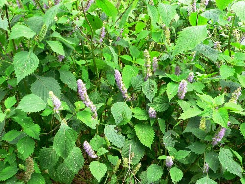 7. Cây kinh giới: Cây kinh giới có tác dụng “đánh bay” căng thẳng, bạn có thể thấm một ít tinh dầu kinh giới bằng miếng bông rồi hít thật sâu. Ngoài ra, kinh giới còn có tác dụng giảm huyết áp và là thứ gia vị không thể thiếu trong một số món ăn ngon. 7. Cây kinh giới: Cây kinh giới có tác dụng “đánh bay” căng thẳng, bạn có thể thấm một ít tinh dầu kinh giới bằng miếng bông rồi hít thật sâu. Ngoài ra, kinh giới còn có tác dụng giảm huyết áp và là thứ gia vị không thể thiếu trong một số món ăn ngon.