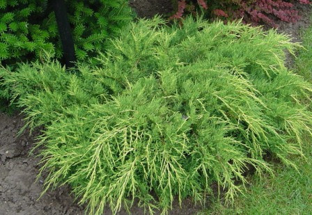 4. Cây bách xù: Cây bách xù rất có lợi trong việc giảm stress, mùi hương của tinh dầu bách xù sẽ khiến bạn thư giãn và giảm căng thẳng. Bạn có thể đốt nến thơm chứa tinh dầu bách xù giúp xua tan bầu không khí ảm đạm. 4. Cây bách xù: Cây bách xù rất có lợi trong việc giảm stress, mùi hương của tinh dầu bách xù sẽ khiến bạn thư giãn và giảm căng thẳng. Bạn có thể đốt nến thơm chứa tinh dầu bách xù giúp xua tan bầu không khí ảm đạm.