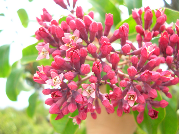 5. Cây đàn hương: Bạn có thể xoa bóp để thư giãn bằng dầu mát-xa chứa tinh dầu đàn hương khi cảm thấy kiệt sức và ngập lụt trong công việc. Với đặc tính giảm đau tự nhiên và giảm căng cơ, tinh dầu đàn hương sẽ khiến bạn hoàn toàn thư thái. 5. Cây đàn hương: Bạn có thể xoa bóp để thư giãn bằng dầu mát-xa chứa tinh dầu đàn hương khi cảm thấy kiệt sức và ngập lụt trong công việc. Với đặc tính giảm đau tự nhiên và giảm căng cơ, tinh dầu đàn hương sẽ khiến bạn hoàn toàn thư thái.