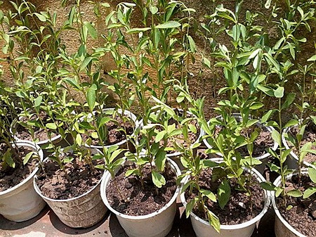 Người dân tận dụng mọi không gian để trồng cỏ ngọt Người dân tận dụng mọi không gian để trồng cỏ ngọt