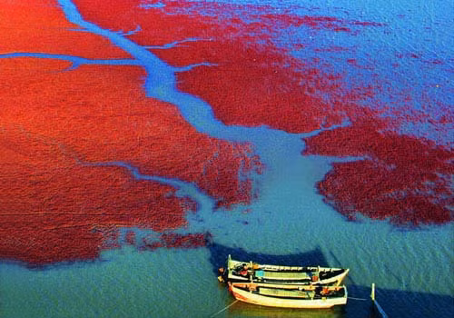 Nhờ những đợt thủy triều lên xuống, bãi biển này được bồi tụ nên một lớp phù sa kết hợp với muối biển và kiềm, tạo thành nơi sinh trưởng của một loại cỏ, sắc đỏ đặc biệt này được mang đến từ chính loại cỏ ấy.