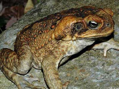 Làm thịt cóc phải rất cẩn thận. Ảnh minh họa. Làm thịt cóc phải rất cẩn thận. Ảnh minh họa.