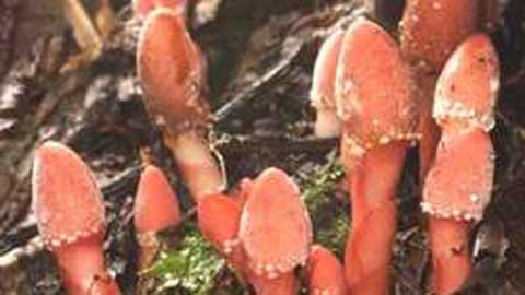 2. Tỏa dương: tính ấm, vị ngọt, có công dụng bổ thận tráng dương, làm mạnh gân cốt. Sách Nội mông cổ trung thảo dược viết: “Tỏa dương trị dương nuy di tinh, lưng đau gối mỏi”. Kinh nghiệm dân gian khuyên người đau lưng nên nấu cháo tỏa dương ăn hàng ngày. 2. Tỏa dương: tính ấm, vị ngọt, có công dụng bổ thận tráng dương, làm mạnh gân cốt. Sách Nội mông cổ trung thảo dược viết: “Tỏa dương trị dương nuy di tinh, lưng đau gối mỏi”. Kinh nghiệm dân gian khuyên người đau lưng nên nấu cháo tỏa dương ăn hàng ngày.