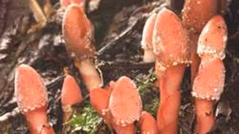 2. Tỏa dương: tính ấm, vị ngọt, có công dụng bổ thận tráng dương, làm mạnh gân cốt. Sách Nội mông cổ trung thảo dược viết: “Tỏa dương trị dương nuy di tinh, lưng đau gối mỏi”. Kinh nghiệm dân gian khuyên người đau lưng nên nấu cháo tỏa dương ăn hàng ngày.