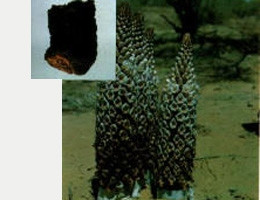 3. Nhục thung dung: tính ấm, vị chua ngọt hơi mặn, có công dụng bổ thận ích tinh, dùng tốt cho người bị đau lưng. Sách Bản thảo chính nghĩa viết: “Yêu giả thận chi phủ, thận hư tắc yêu thống, nhục dung bổ thận, thị dĩ trị chi” (lưng là phủ của thận, thận hư tất đau lưng, nhục thung dung có công dụng bổ thận nên được dùng để trị đau lưng). 3. Nhục thung dung: tính ấm, vị chua ngọt hơi mặn, có công dụng bổ thận ích tinh, dùng tốt cho người bị đau lưng. Sách Bản thảo chính nghĩa viết: “Yêu giả thận chi phủ, thận hư tắc yêu thống, nhục dung bổ thận, thị dĩ trị chi” (lưng là phủ của thận, thận hư tất đau lưng, nhục thung dung có công dụng bổ thận nên được dùng để trị đau lưng).