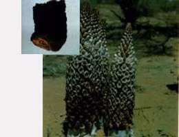 3. Nhục thung dung: tính ấm, vị chua ngọt hơi mặn, có công dụng bổ thận ích tinh, dùng tốt cho người bị đau lưng. Sách Bản thảo chính nghĩa viết: “Yêu giả thận chi phủ, thận hư tắc yêu thống, nhục dung bổ thận, thị dĩ trị chi” (lưng là phủ của thận, thận hư tất đau lưng, nhục thung dung có công dụng bổ thận nên được dùng để trị đau lưng).