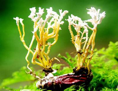 5. Đông trùng hạ thảo: tính ấm, vị ngọt, có công dụng bổ hư tổn, ích tinh khí. Sách Dược tính khảo viết: “Đông trùng hạ thảo bí tinh ích khí, chuyên bổ mệnh môn”. Kinh nghiệm nhân dân khuyên người bị đau lưng nên dùng đông trùng hạ thảo 3-5g hầm cách thủy với gà trống ăn mỗi tuần 1 lần. 5. Đông trùng hạ thảo: tính ấm, vị ngọt, có công dụng bổ hư tổn, ích tinh khí. Sách Dược tính khảo viết: “Đông trùng hạ thảo bí tinh ích khí, chuyên bổ mệnh môn”. Kinh nghiệm nhân dân khuyên người bị đau lưng nên dùng đông trùng hạ thảo 3-5g hầm cách thủy với gà trống ăn mỗi tuần 1 lần.