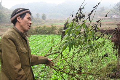 Anh Lạnh, truyền nhân đời thứ 3 giới thiệu về cây thuốc có khả năng kháng độc