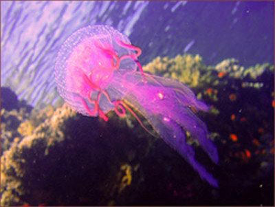 Một số loại sứa có thể được sử dụng làm các món ăn.