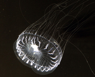 Sứa có rất nhiều hình dạng khác nhau nhưng đa số là hình dù.