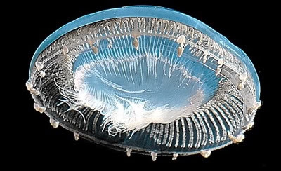 Ở dưới nước trông chúng rất đẹp. Màu sắc cơ thể phụ thuộc vào nước