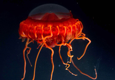 "Dù" sứa dưới đại dương.