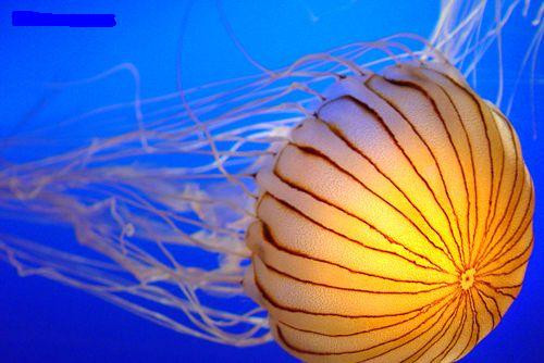 Sứa là một loài nhuyễn thể, thân mềm, sống ở môi trường nước, thuộc giới động vật, ngành Ruột khoang (Cnidaria).