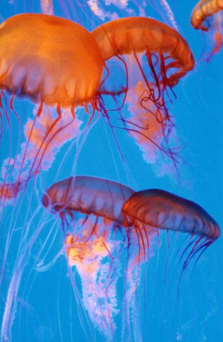 "Dù" sứa dưới đại dương.