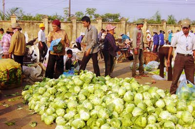 Đa số bắp cải trái vụ đều có xuất xứ từ Trung Quốc. Đa số bắp cải trái vụ đều có xuất xứ từ Trung Quốc.