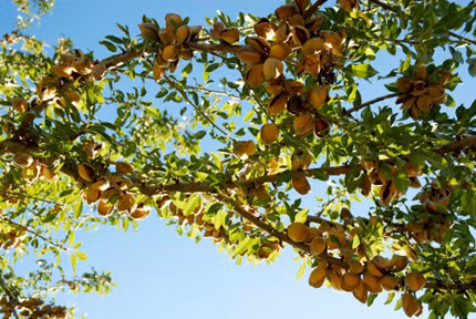 9. Quả hạnh: Đó là nguồn phong phú các axít béo thiết yếu. Các loại axít béo này đóng vai trò quan trọng trong việc cung cấp nguyên liệu cho việc sản xuất ra những loại hormone khỏe mạnh ở đàn ông. Ngoài ra, mùi hương của quả hạnh còn có tác dụng kích thích đam mê ở phụ nữ. Thắp vài ngọn nến có mùi hương quả hạnh để “làm nóng” nàng và ăn một vài quả hạnh để nạp năng lượng cho cơ thể chàng, sẽ giúp cả hai tăng hứng thú.