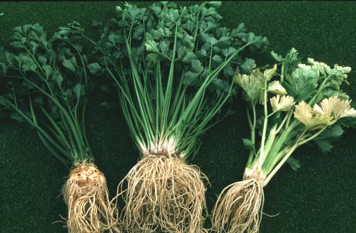 5. Cần tây: Cần tây chứa chất androsterone - một hormone không mùi được phóng thích qua đường mồ hôi của đàn ông, giúp chị em tăng “hưng phấn”. Cần tây là thực phẩm tuyệt vời trong việc kích thích bản năng tình dục.