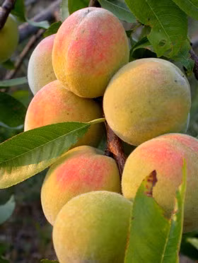 10. Ngoài ra, những loại quả xoài, trái đào và dâu tây rất tốt nếu được bạn sử dụng trước khi “lâm trận”. Tất cả các loại trái cây này về hình dáng, kết cấu và tính chất của chúng đều gợi cảm giác “chăn gối” và bạn có thể sử dụng để tạo hứng thú trong khúc dạo đầu.