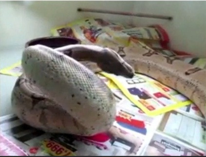 Căn bệnh kỳ lạ khiến loài rắn cư xử như đang say Căn bệnh kỳ lạ khiến loài rắn cư xử như đang say