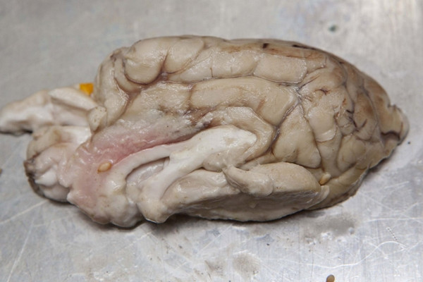 Mark Jankel giải thích về công đoạn chế biến: “Chúng tôi ngâm nó trong giấm và muối, sau đó phủ bột và chiên cho đến khi vàng giòn. Tôi không chắc liệu có có giúp bạn thông minh hơn hay không nhưng nếu bạn muốn một sự thay đổi cho bữa trưa, hãy thử món ăn này”. Mark Jankel giải thích về công đoạn chế biến: “Chúng tôi ngâm nó trong giấm và muối, sau đó phủ bột và chiên cho đến khi vàng giòn. Tôi không chắc liệu có có giúp bạn thông minh hơn hay không nhưng nếu bạn muốn một sự thay đổi cho bữa trưa, hãy thử món ăn này”.