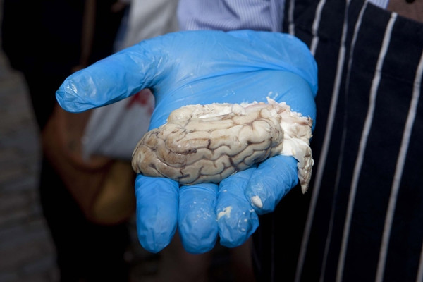 Những món ăn kỳ lạ nói trên đã thu hút sự tò mò của nhiều người. Một người dân địa phương, Molly Purcell cho biết: “Món não bê khá kỳ quặc nhưng mùi vị của nó cũng không đến nỗi nào”. Một người khác, anh Enrique Conmonzama nói thêm: “Mẹ tôi thường nấu não động vật cho tôi khi còn nhỏ. Có lẽ món ăn đó tốt cho sức khỏe con người”. Những món ăn kỳ lạ nói trên đã thu hút sự tò mò của nhiều người. Một người dân địa phương, Molly Purcell cho biết: “Món não bê khá kỳ quặc nhưng mùi vị của nó cũng không đến nỗi nào”. Một người khác, anh Enrique Conmonzama nói thêm: “Mẹ tôi thường nấu não động vật cho tôi khi còn nhỏ. Có lẽ món ăn đó tốt cho sức khỏe con người”.