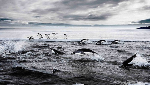 Nam Cực lạnh giá từng là vùng đất của những cánh rừng mưa nhiệt đới