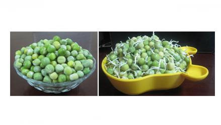 Bữa trưa dùng nửa bát đậu Hà Lan: Các loại đậu đều là thức ăn rẻ tiền và an toàn giảm cholesterol, chất béo có hiệu quả, hằng ngày chỉ dùng nửa bát đậu, trong 8 tuần có thể giảm nồng độ của cholesterol “xấu” trong máu xuống 20%. Thức ăn đậu có chứa nhiều thành phần hiệu quả giảm cholesterol, trong đó chất chính là xơ tan và không tan.