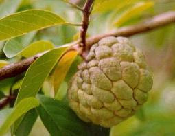 Mỗi năm na chỉ cho thu hoạch một lần vào dịp tháng 8. Na chín có mùa và có “giờ”, sáng thức giấc thấy quả na còn xanh mà tới chiều na đã “mở mắt”, thời gian thu hoạch na ngắn, chỉ kéo dài hơn 1 tháng nên mới đó thấy có vài quả na được mang ra chợ bán đã lại sắp hết mùa. Nhiều người do bận rộn chưa kịp tận hưởng vị ngon của quả na mùa này đành nuối tiếc chờ mùa na năm sau.