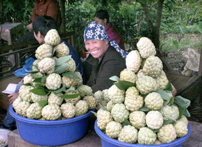 Quả na điếc (quả lúc đang lớn bị một loài nấm làm hỏng, khô xác, có màu nâu đỏ tím): Là vị thuốc được dùng phổ biến trong Đông y. Chẳng hạn, để chữa tiêu chảy, kiết lỵ, lấy quả na điếc 20 g đốt tồn tính, ngọn non cỏ lào 50 g, gạo tẻ 30 g, rang thật vàng; sắc uống làm 3 lần trong ngày. Dùng ngoài, quả na điếc phơi thật khô, tán thành bột, hòa với giấm, bôi nhiều lần trong ngày, chữa nhọt ở vú.