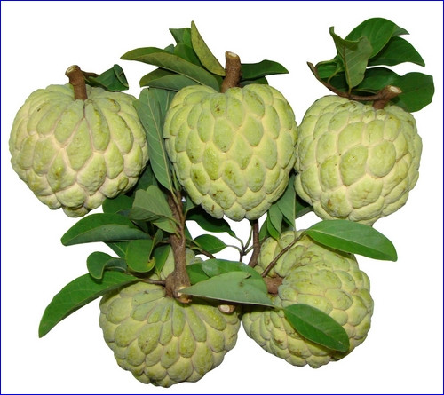 Chú ý: Hạt na có độc, không được uống. Nhưng nếu khi ăn quả na, sơ ý nuốt phải hạt thì không sao, vì hạt na có vỏ dày và rất cứng bao bọc, ngăn không cho nhân hạt phát huy tác dụng.