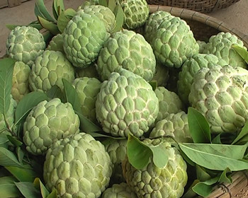 Quả na dùng chữa đi lỵ, tiết tinh, đái tháo, bệnh tiêu khát. Quả na điếc dùng trị mụn nhọt, đắp lên vú bị sưng.. Hạt na có vị đắng, hơi hôi, tính lạnh, có tác dụng thanh can, giải nhiệt, tiêu độc, sát trùng. Hạt thường được dùng diệt côn trùng, trừ chấy rận. Lá na dùng trị sốt rét cơn lâu ngày, mụn nhọt sưng tấy, ghẻ. Rễ và vỏ cây dùng trị ỉa chảy và trục giun.