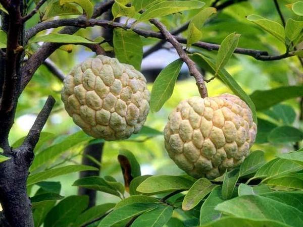 Hạt na: Giã nhỏ, ngâm rượu, ngậm nhổ nước chữa đau nhức răng, nếu nước đặc ngâm quần áo diệt được rận. Hạt na có độc, không được dùng uống. Khi dùng ngoài, không để dung dịch hạt na bắn vào mắt.